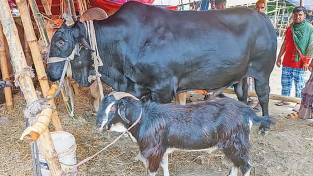 ২০ লাখ টাকায় বিক্রি হলো আলোচিত ষাড় ‘কালো মানিক’