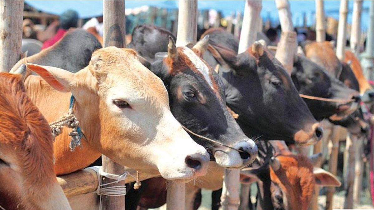 ঈদুল আজহায় এক কোটি পশু কোরবানির সম্ভাবনা: প্রাণিসম্পদমন্ত্রী