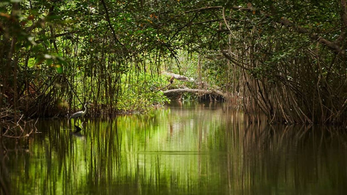 তিন মাসের জন্য বন্ধ হচ্ছে সুন্দরবন