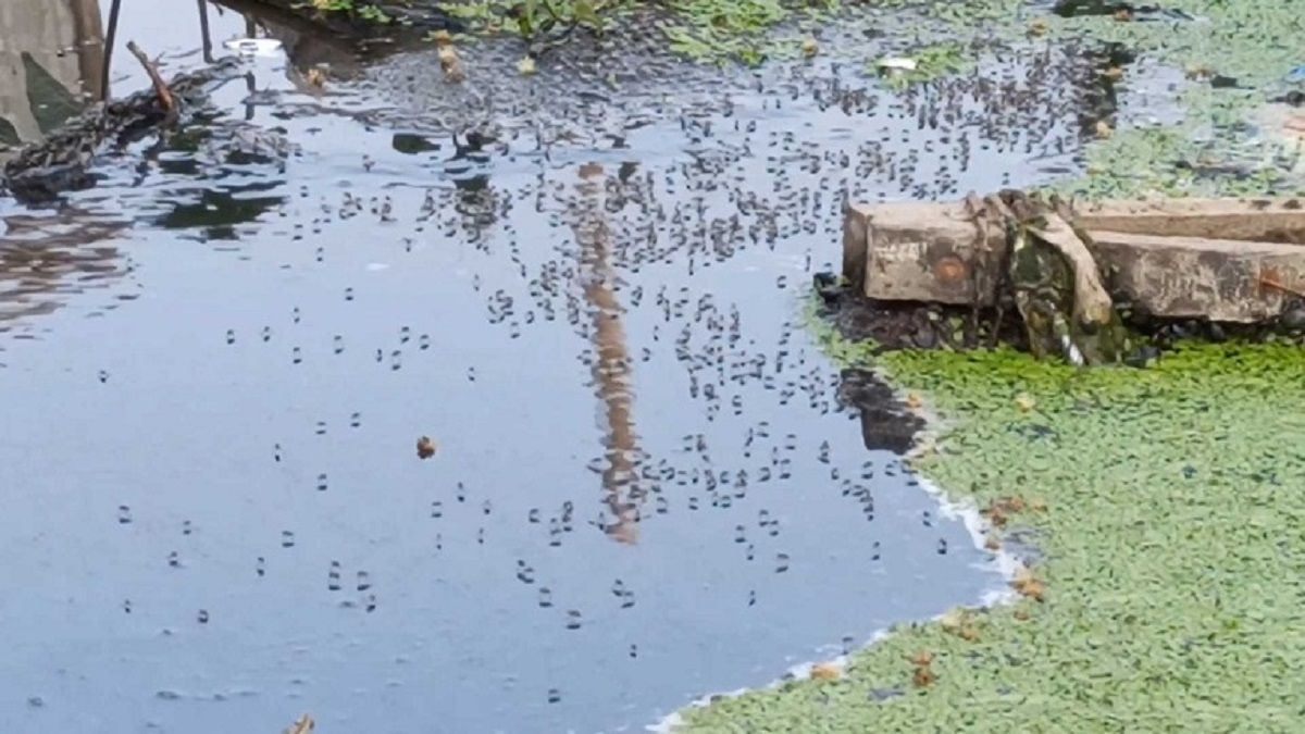 বর্ষার আগেই মশার উপদ্রবে চোখ রাঙাচ্ছে ডেঙ্গু