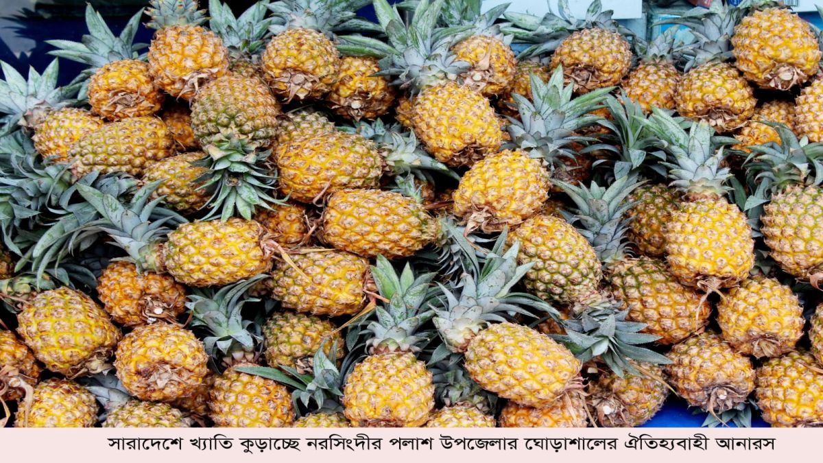 দেশজুড়ে খ্যাতি কুড়াচ্ছে  ঘোড়াশালের সু-স্বাদু আনারস