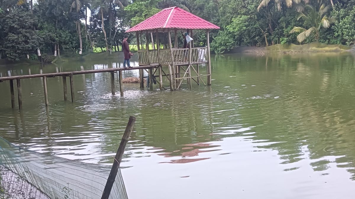 সমন্বিত কৃষি খামারে সফল উদ্যোক্তা   লক্ষ্মীপুরের সাইফুল