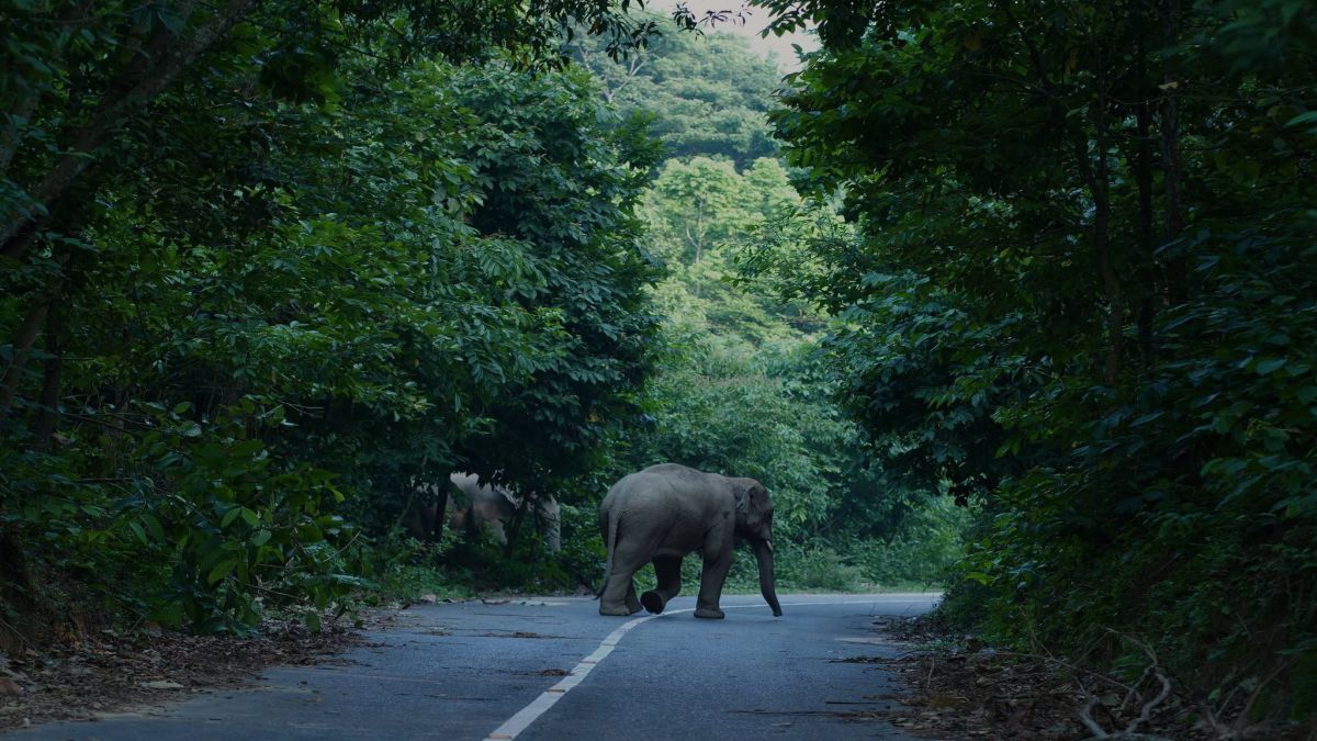 বর্ষায় ঘুরে আসুন বৃষ্টিভেজা গারো পাহাড়ে