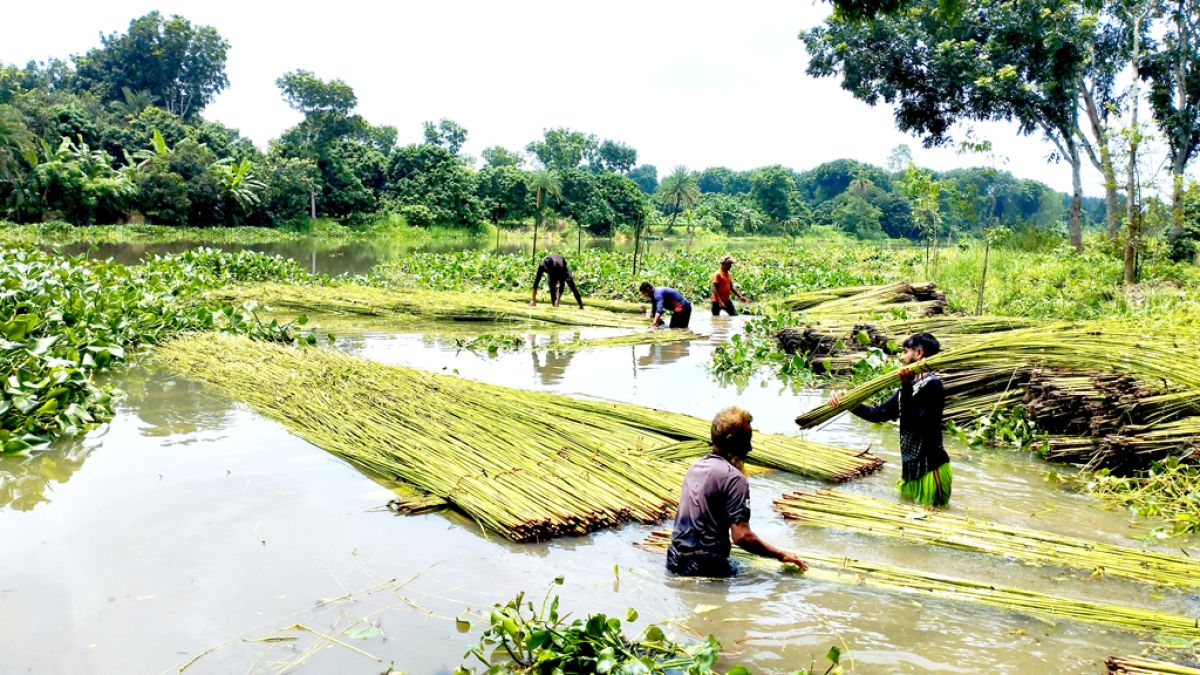 চলনবিলে পাটের বাম্পার ফলন