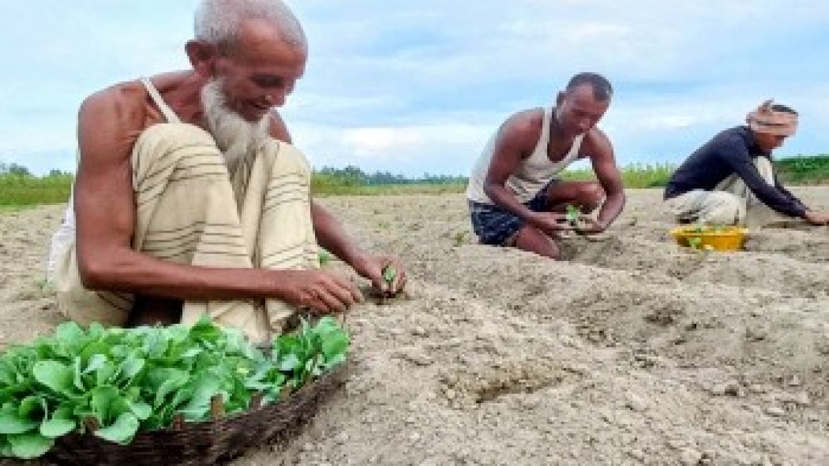 ভালো দামের আশায় সিরাজগঞ্জে   আগাম সবজি চাষে কৃষক
