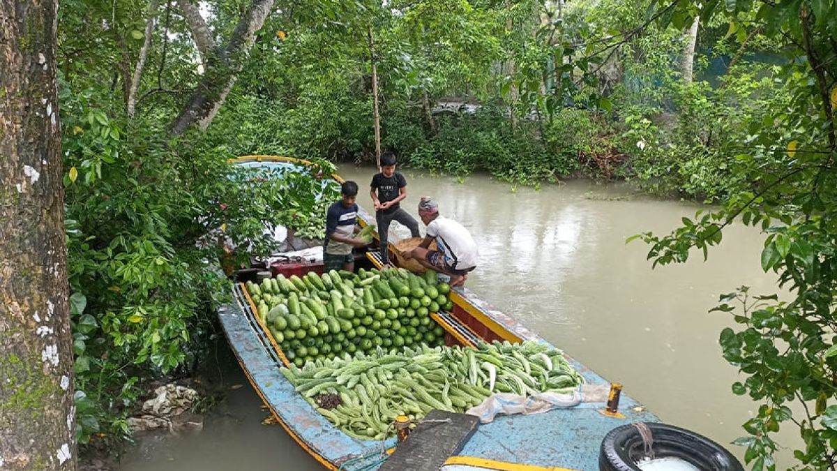 সুন্দরবনের উপকূলে লবণাক্ত   জমিতে সবুজের বিপ্লব