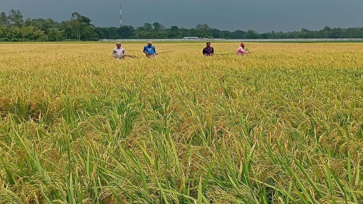 নীলফামারীতে আউশ ধানের   ভিত্তি বীজ উৎপাদন