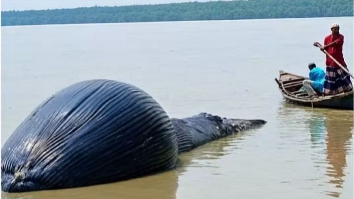 বরগুনার উপকূলে ভেসে এলো   মৃত বেলিন তিমি