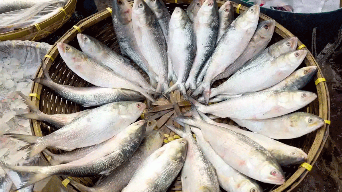 ৮ অক্টোবর থেকে ২২ দিন ইলিশ আহরণ নিষিদ্ধ