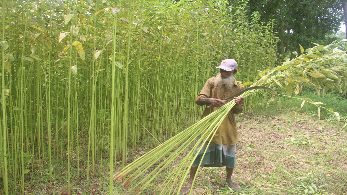 চলতি মৌসুমে নওগাঁয়   পাটের বাম্পার  ফলন