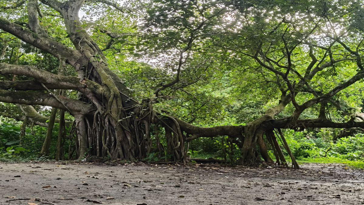 কালীগঞ্জে এশিয়ার বৃহত্তম  বটবৃক্ষ আজ মৃত্যুর দ্বারপ্রান্তে